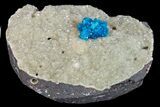 Vibrant Blue Cavansite (Pentagonite?) Cluster on Stilbite - India #176802-2